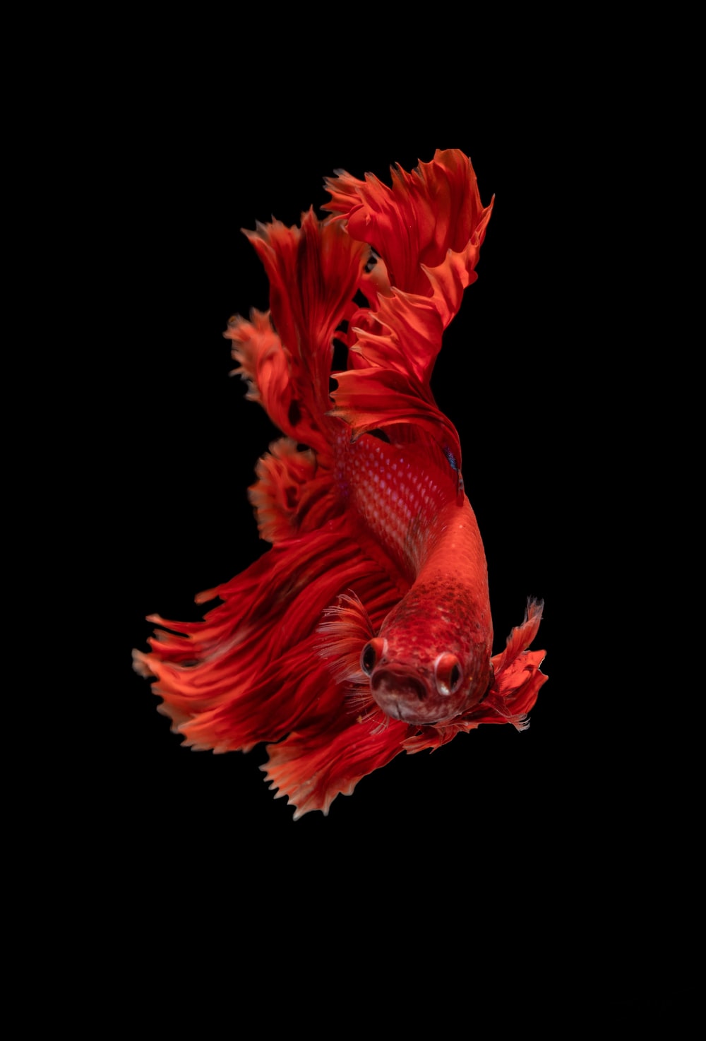 The Finest Betta Fish in Your Area post thumbnail image