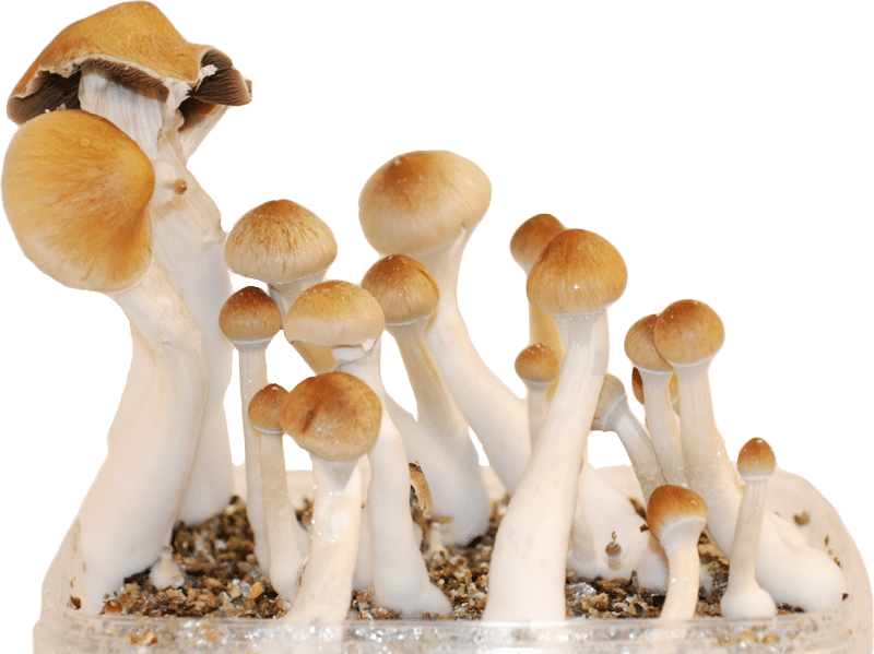 Different Reasons to Buy shrooms online post thumbnail image