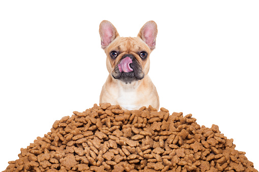 How To Give Proper Nutrition To Your Dog? post thumbnail image